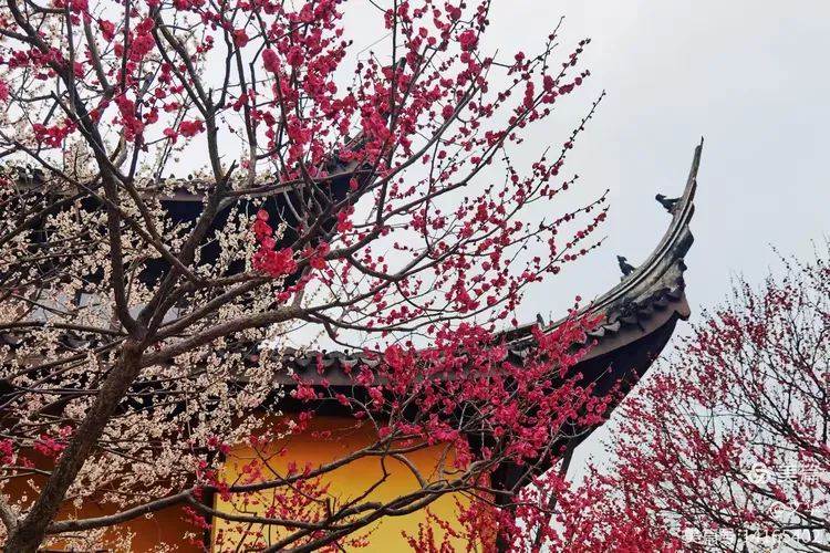 红梅阁的春天